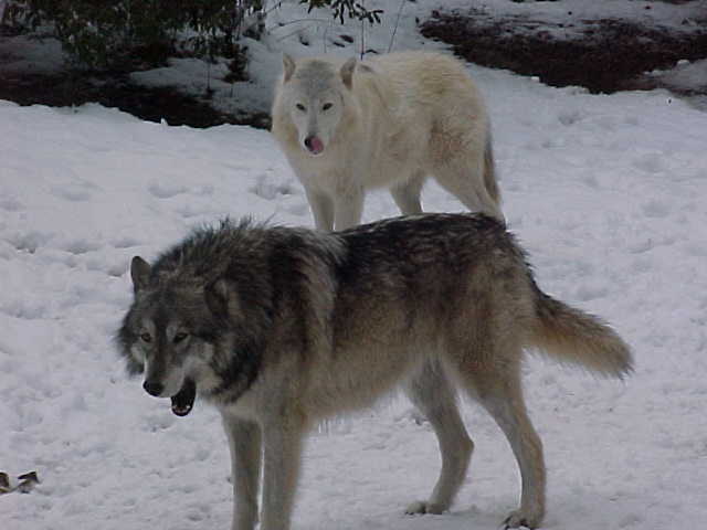 WOLF PICTURES